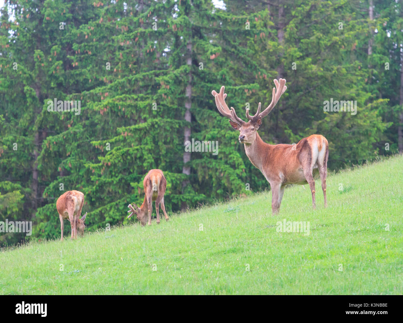 Male and female red deers in the Alps. Trentino Alto Adige - Italy Stock Photo
