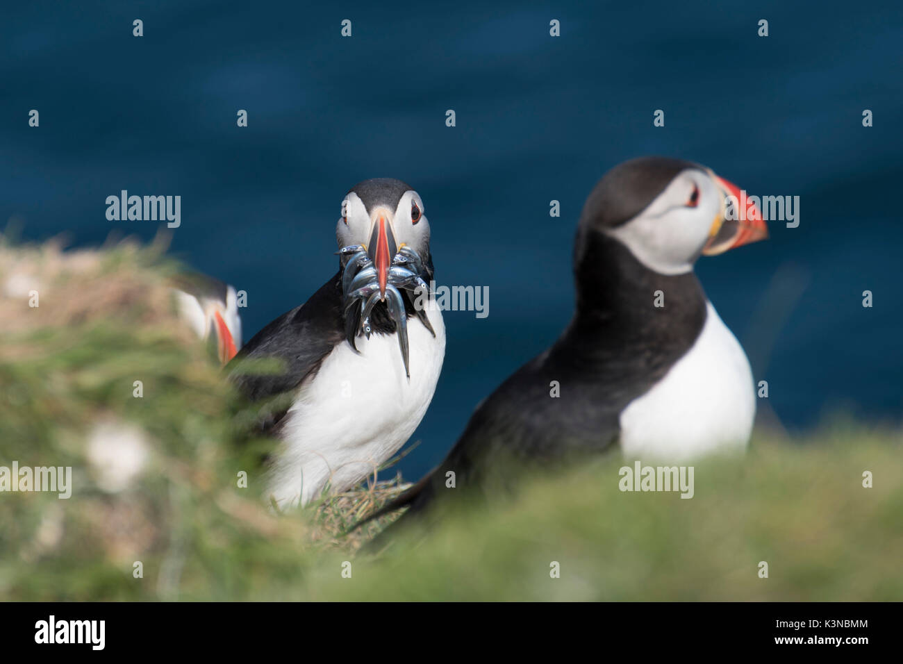 Puffin catch faroe islands hi-res stock photography and images - Alamy