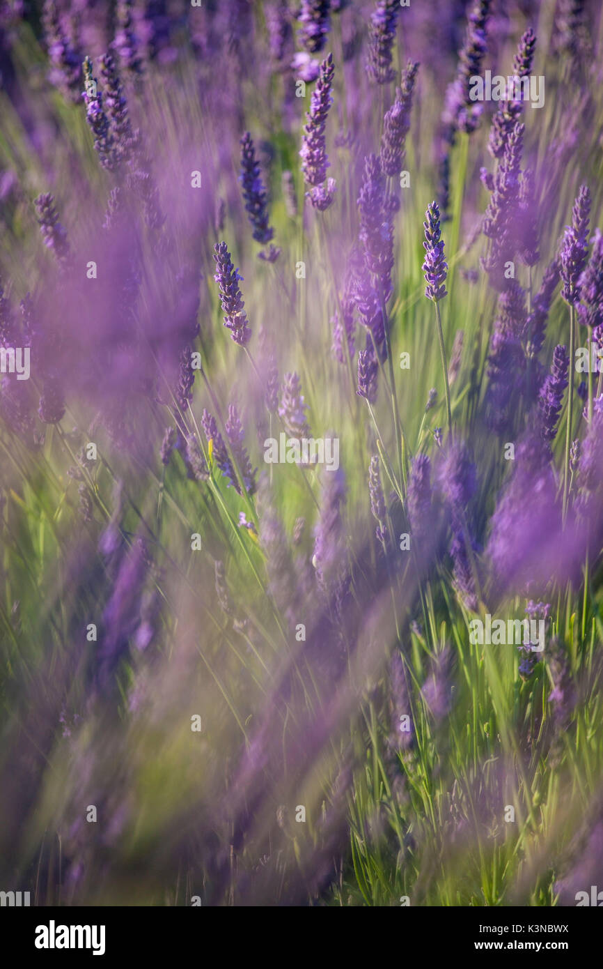 Valensole plateau, Provence, France. Lavender flowers. Stock Photo