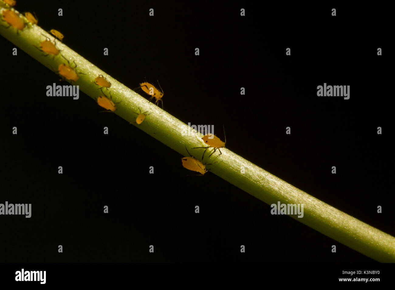 Macro of Aphids which are plant pests that carry disease and death of the host plant Stock Photo