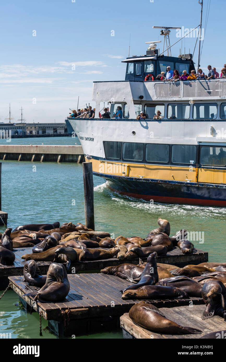 Touristic boat and sea lions at Pier 39. San Francisco, Marin County, California, USA. Stock Photo