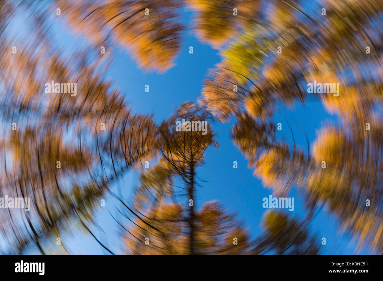 Swirling autumnal trees. Italy, Europe. Stock Photo