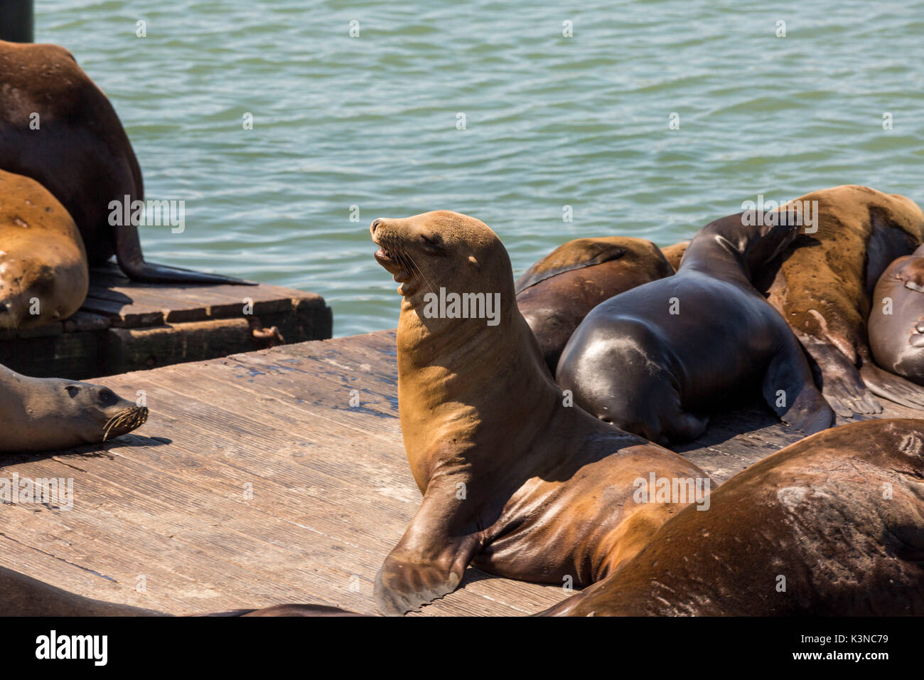 Sea lions at Pier 39. San Francisco, Marin County, California, USA. Stock Photo
