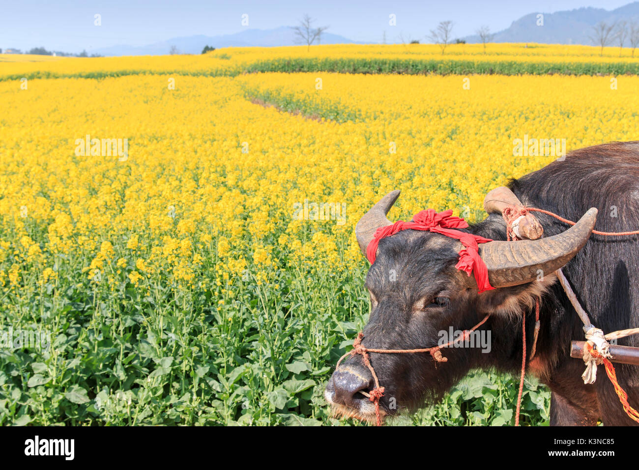 View of water buffalo hires stock photography and images Alamy