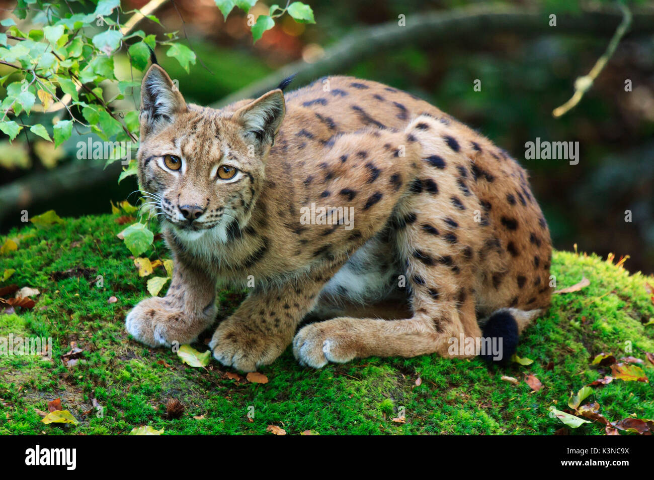 Eurasian lynx (Lynx lynx) Stock Photo