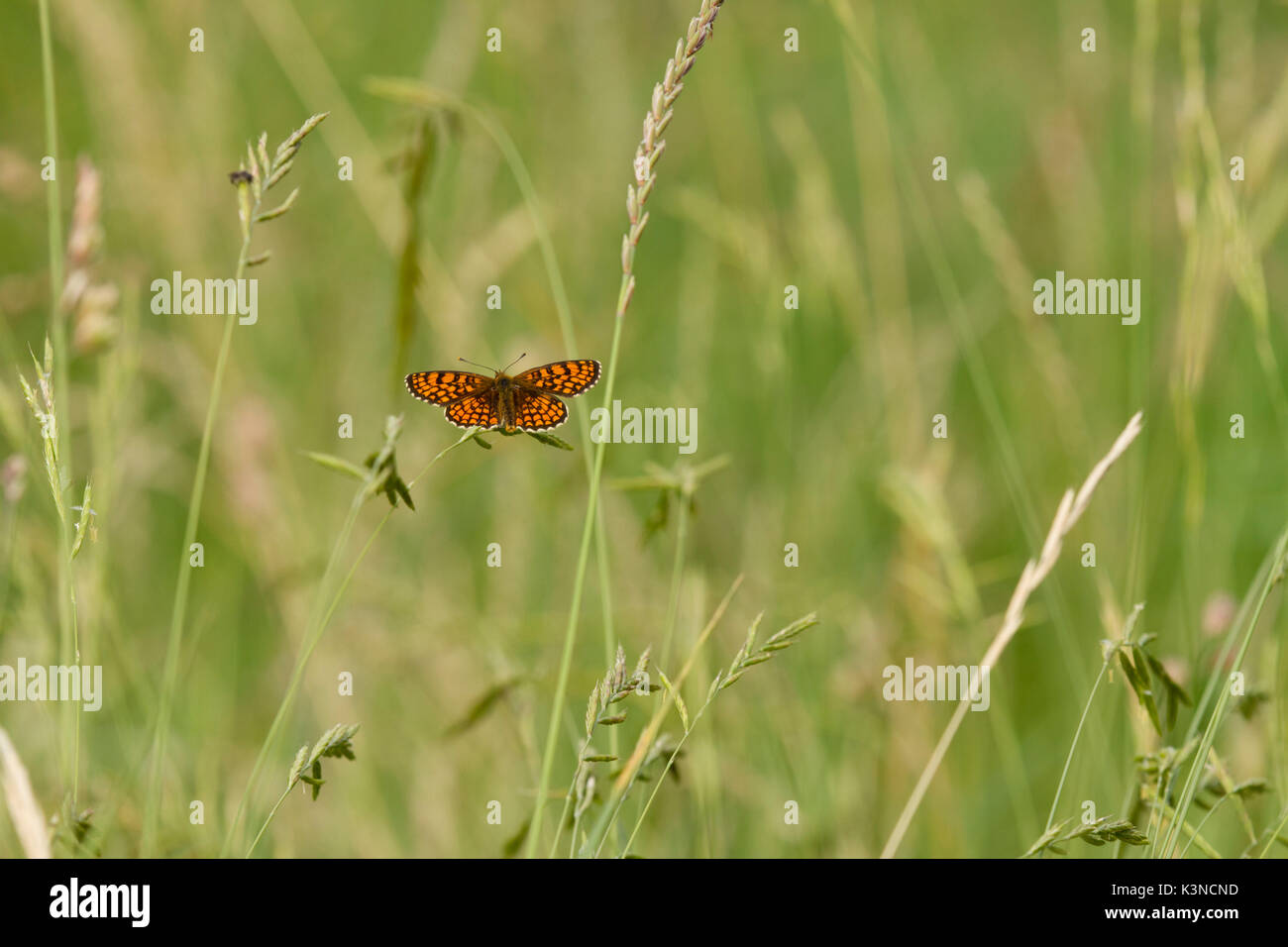 A lonely butteelfy Argynnis aglaja ,Dark Green Fritillary, in the middle of the green field.Lombardy, Italy Stock Photo