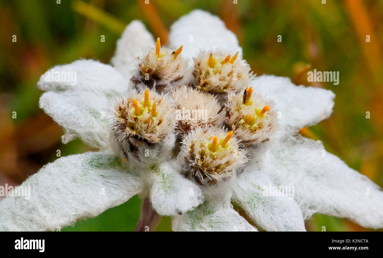 Edelweiss blooming - macro photography Stock Photo