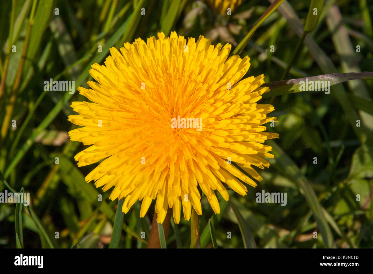 Yellow flower of Dandelion mountain Stock Photo - Alamy