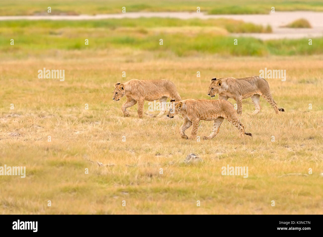 Amboseli Park,Kenya, Africa three lion cubs walking together Stock Photo
