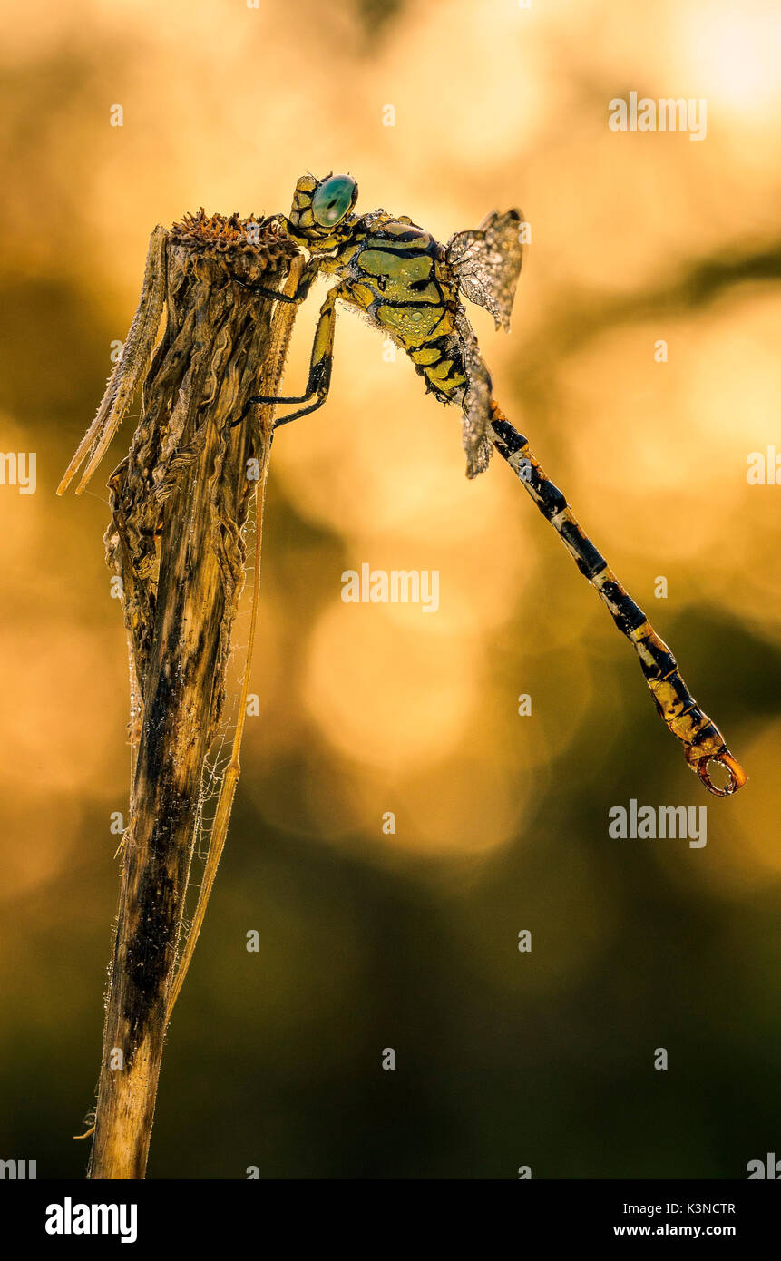 Brescia,Lombardy,Italy Macro of dragonfly resting on a perch Stock Photo