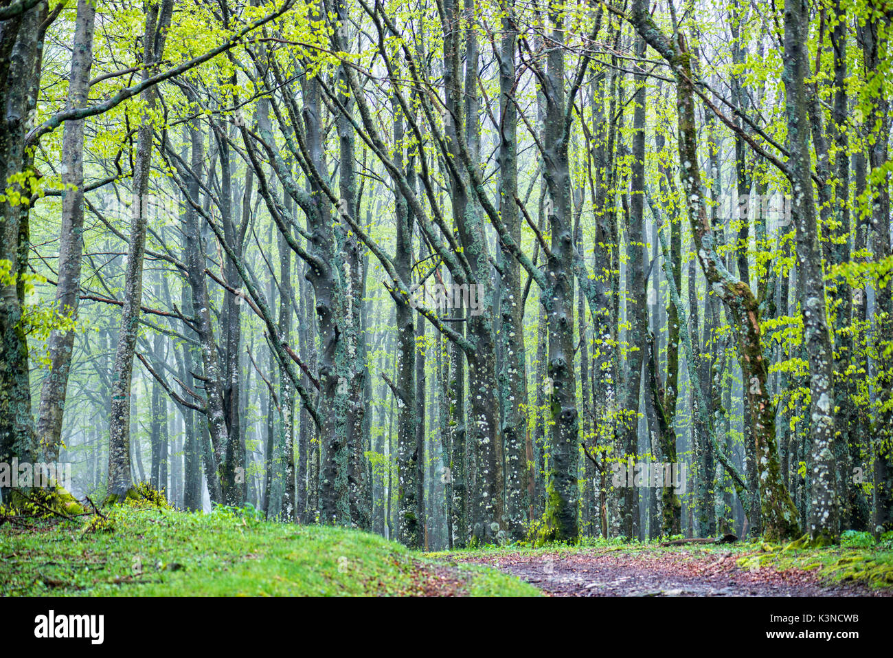 Forest in Autumn, Foreste Casentinesi NP, Emilia Romagna district, Italy Stock Photo