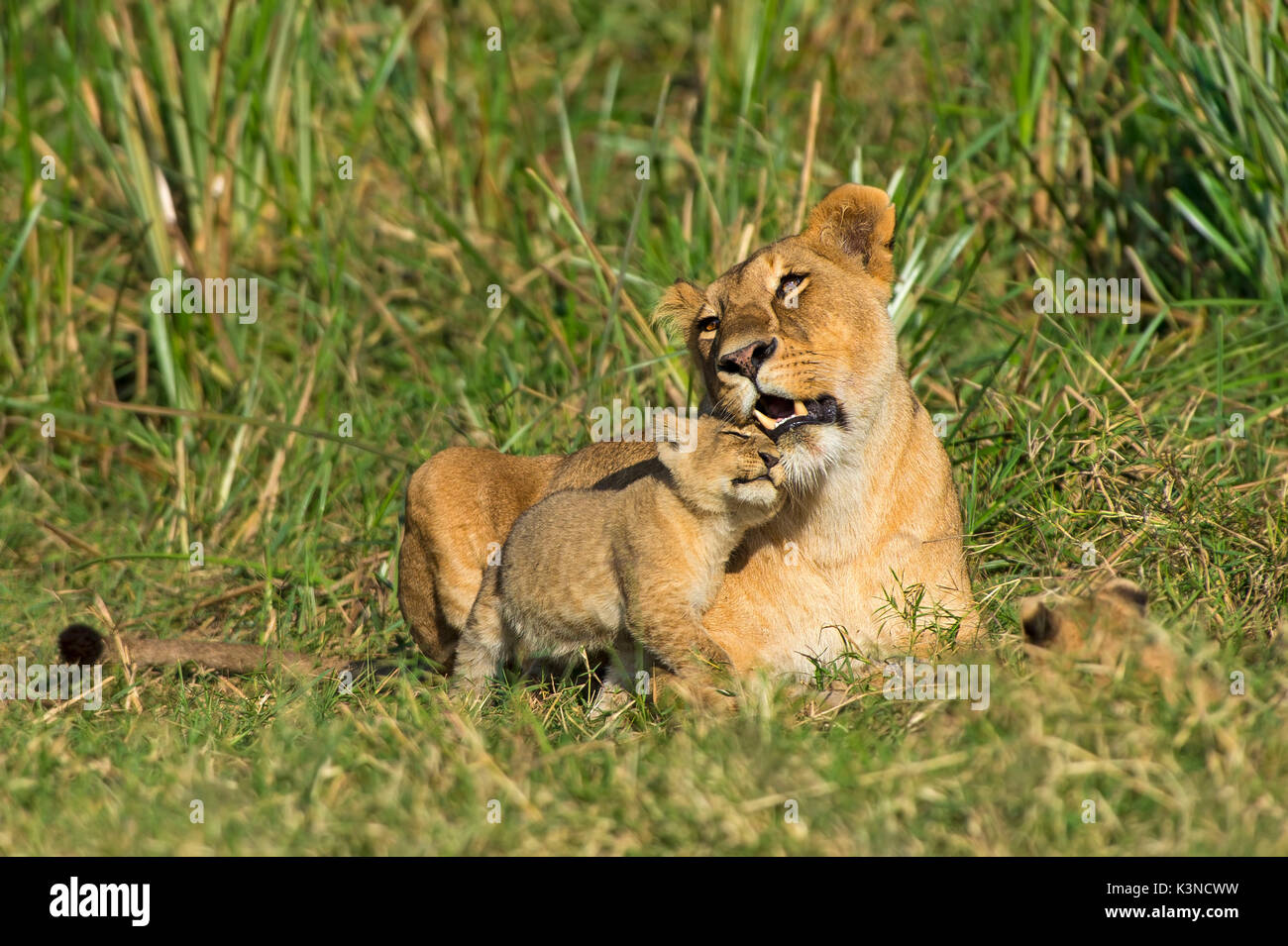 Masai Mara Park,Kenya,Africa Gestures of affection between a cub and its mother. Stock Photo