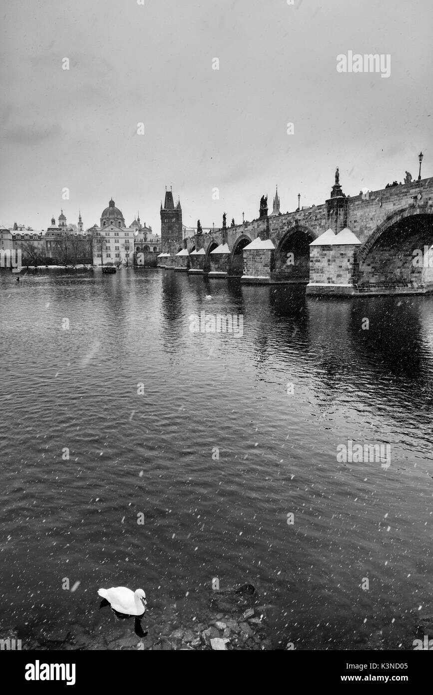 Prague, Czech Republic. Black and white photo. A swan in the Moldava river water while it snows Stock Photo