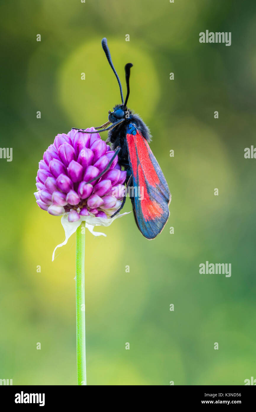 Ponti sul Mincio,Mantova, Lombardy, Italy Macro image of a Zygaena purpuralis leaning against a flower Stock Photo