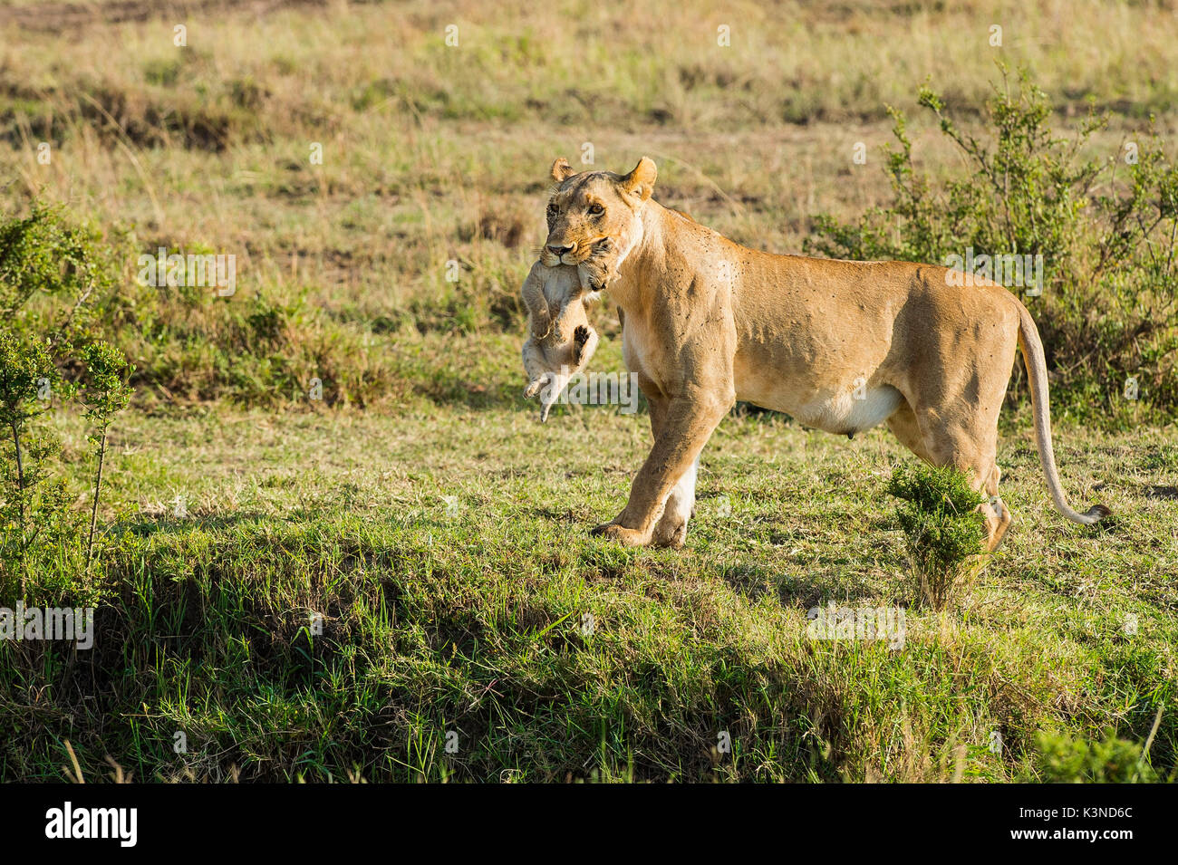 Masai Mara Park, Kenya, Africa Lioness with cub in mouth photographed in the Masai mara Stock Photo