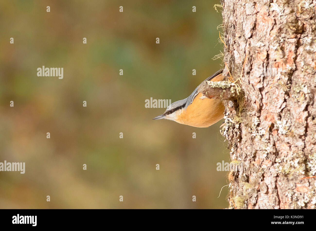 Val Roseg,Pontresina,Switzerland A woodpecker leaning against the trunk of a tree Stock Photo