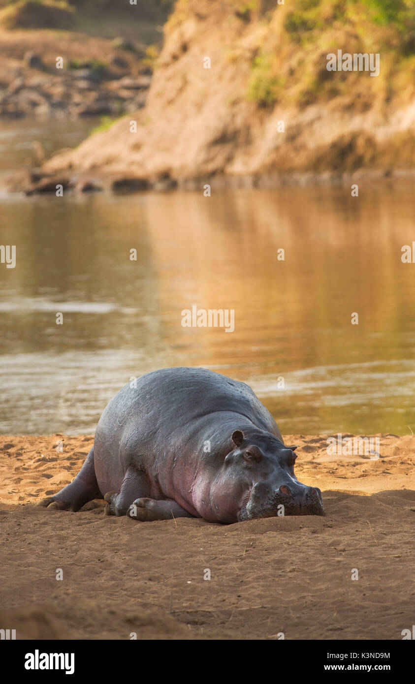 Masai Mara Park, Kenya, Africa A hippo lying on again while resting on the banks of a river in the park of  Masai Mara Stock Photo