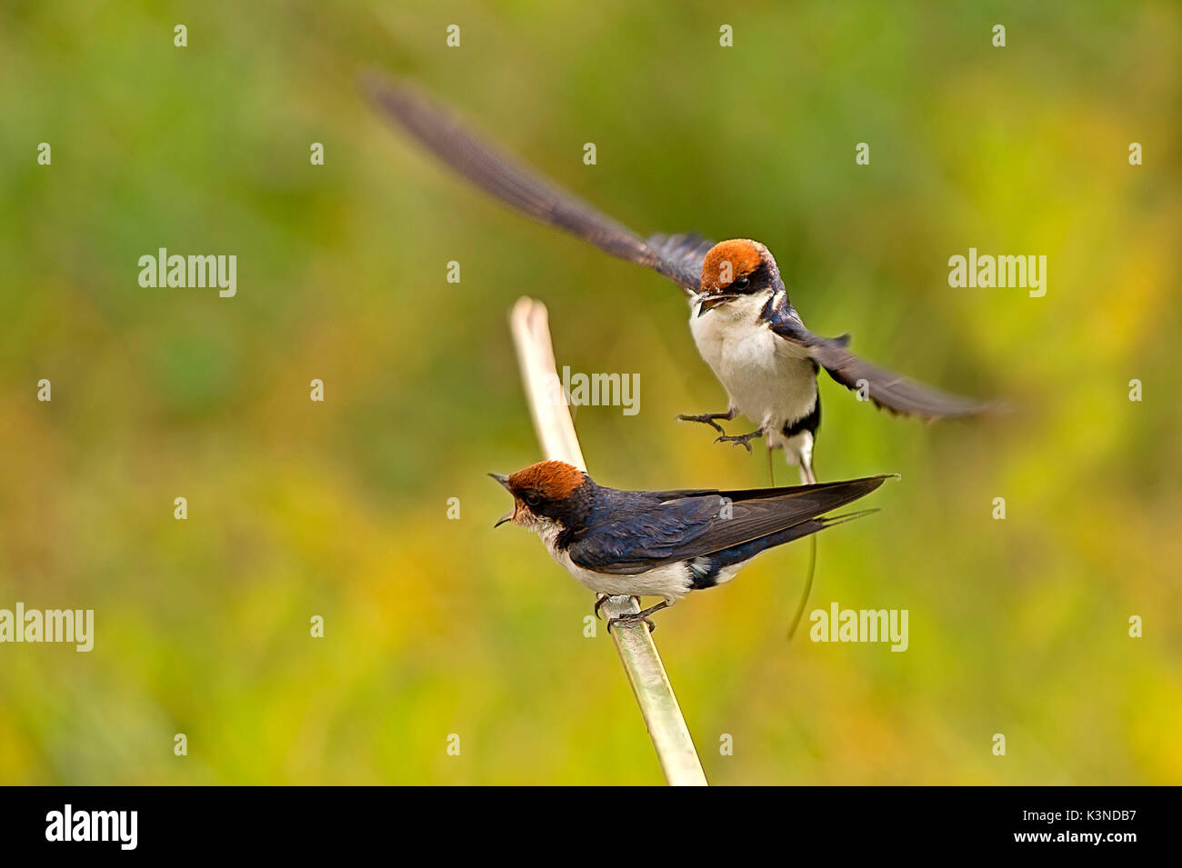 African swallow hires stock photography and