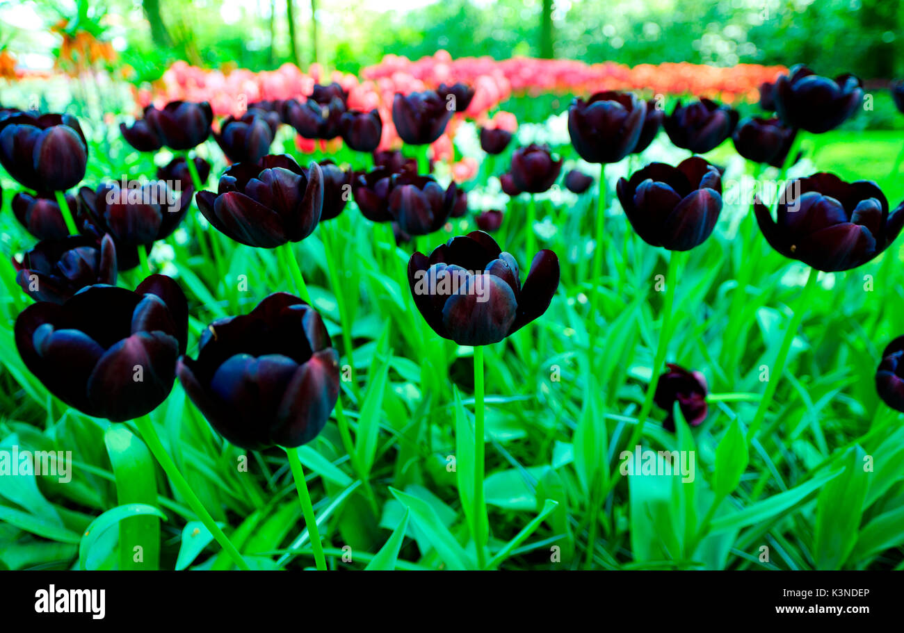 Black tulips hires stock photography and images Alamy