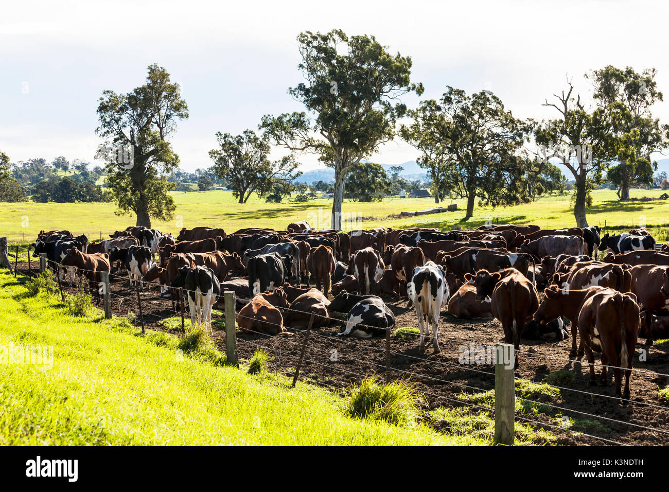 Cows in paddock waiting to be milked Stock Photo
