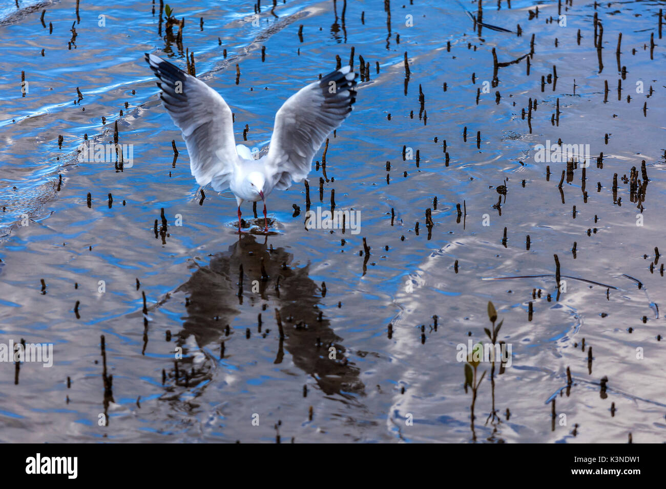 Seagull reflected in seashore pool as it comes in to land at Merimbula on NSW south coast Stock Photo