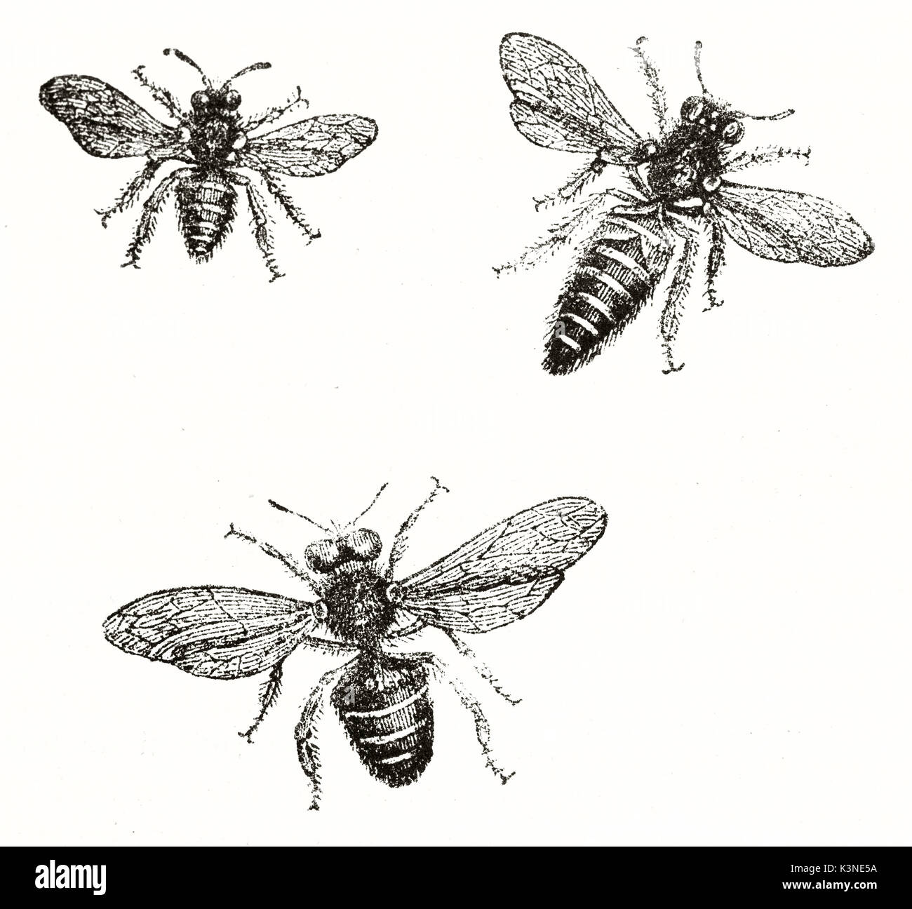 Three ancient bees, isolated on white background. Illustration executed in a old etching style. By unidentified author published on Magasin Pittoresque Paris1839 Stock Photo