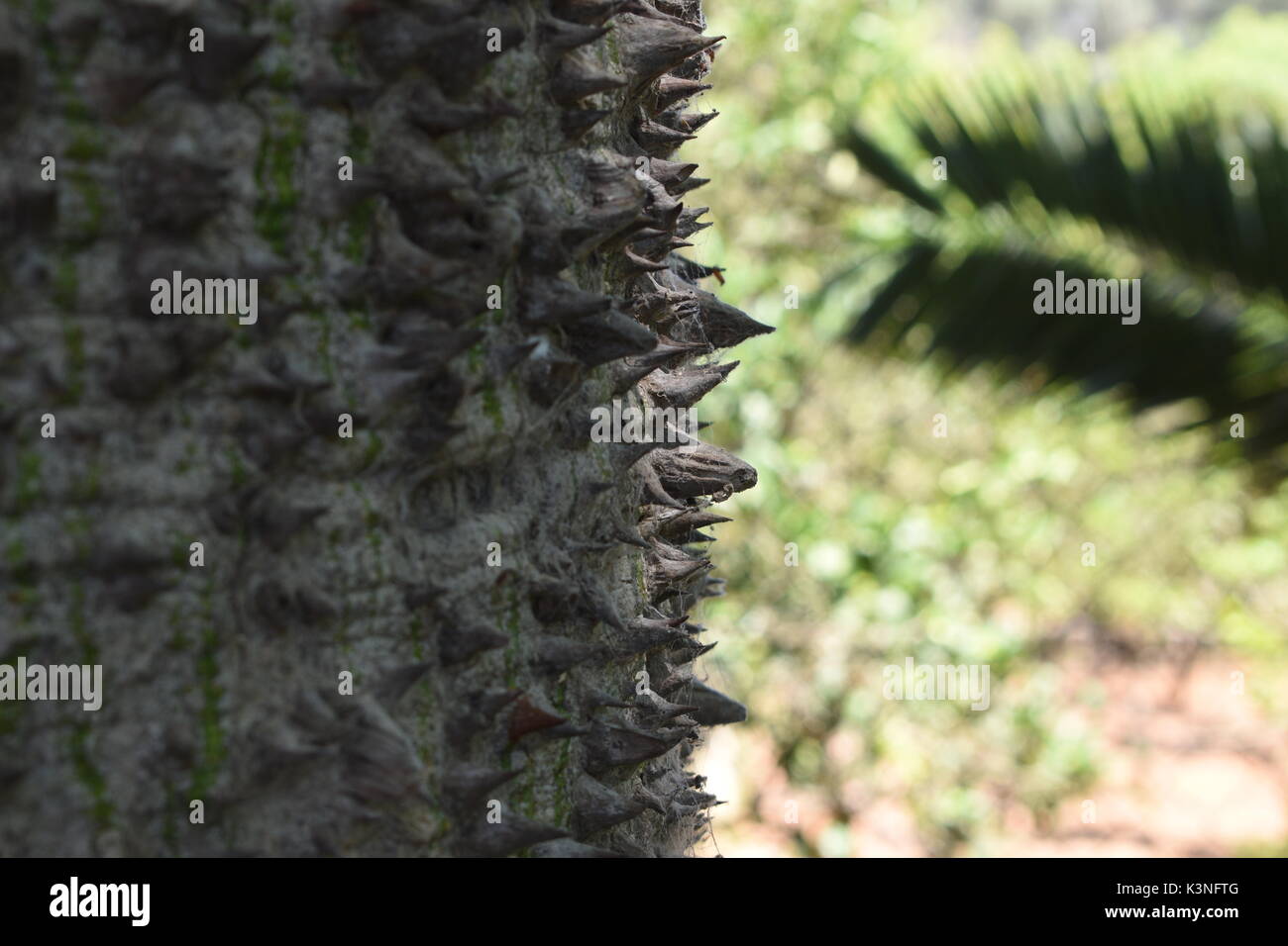 Spikes of the kapok tree hi-res stock photography and images - Alamy