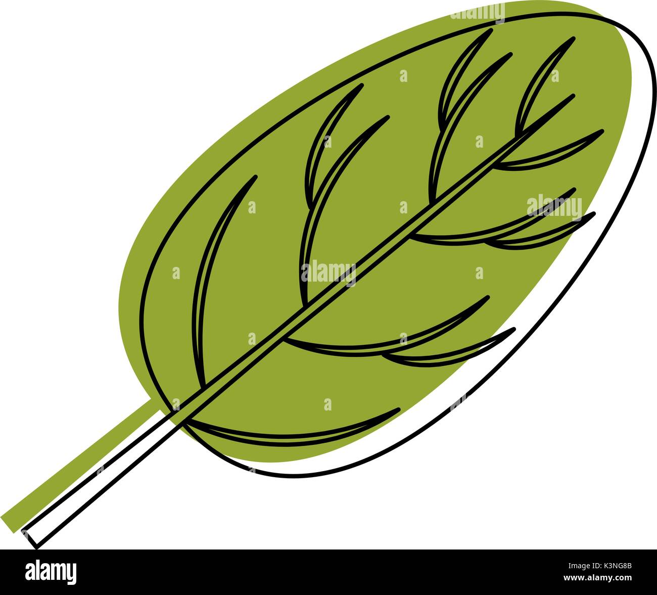 spinach leaf icon over white background vector illustration Stock ...
