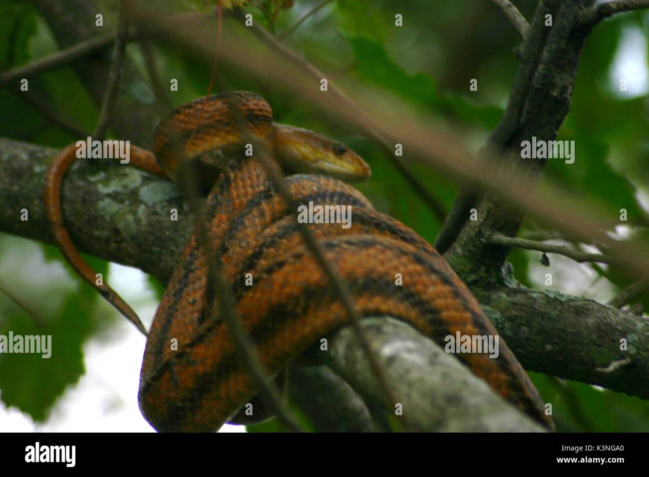 Large orange snake with brown or black stripes wrapped around a tree branch appears to be a rat snake Stock Photo