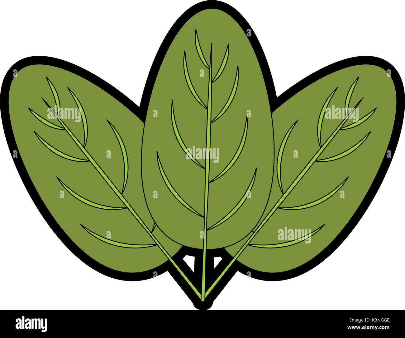 spinach leaves icon over white background vector illustration Stock ...