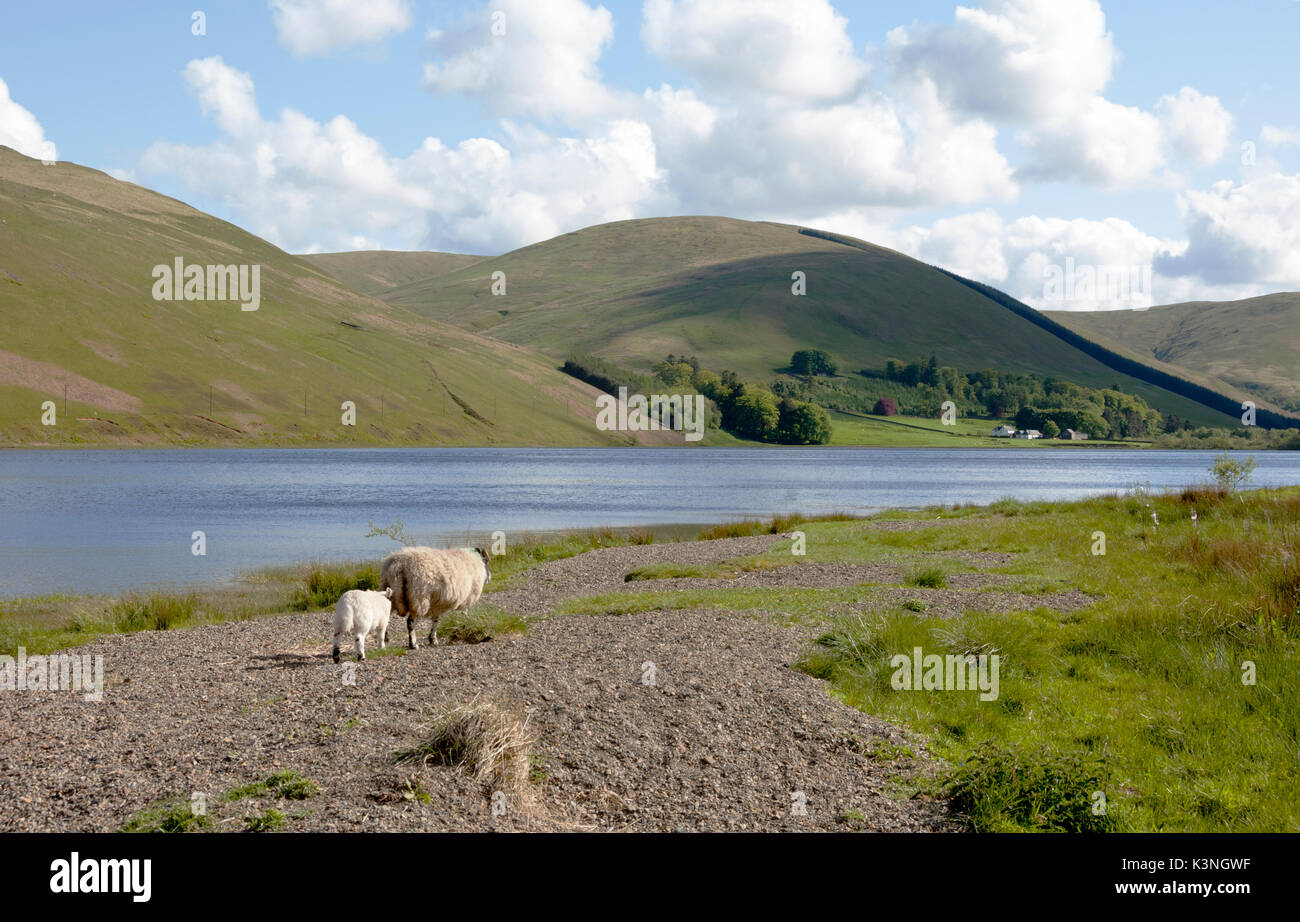 Loch of the Lowes, Scottish Borders -1 Stock Photo