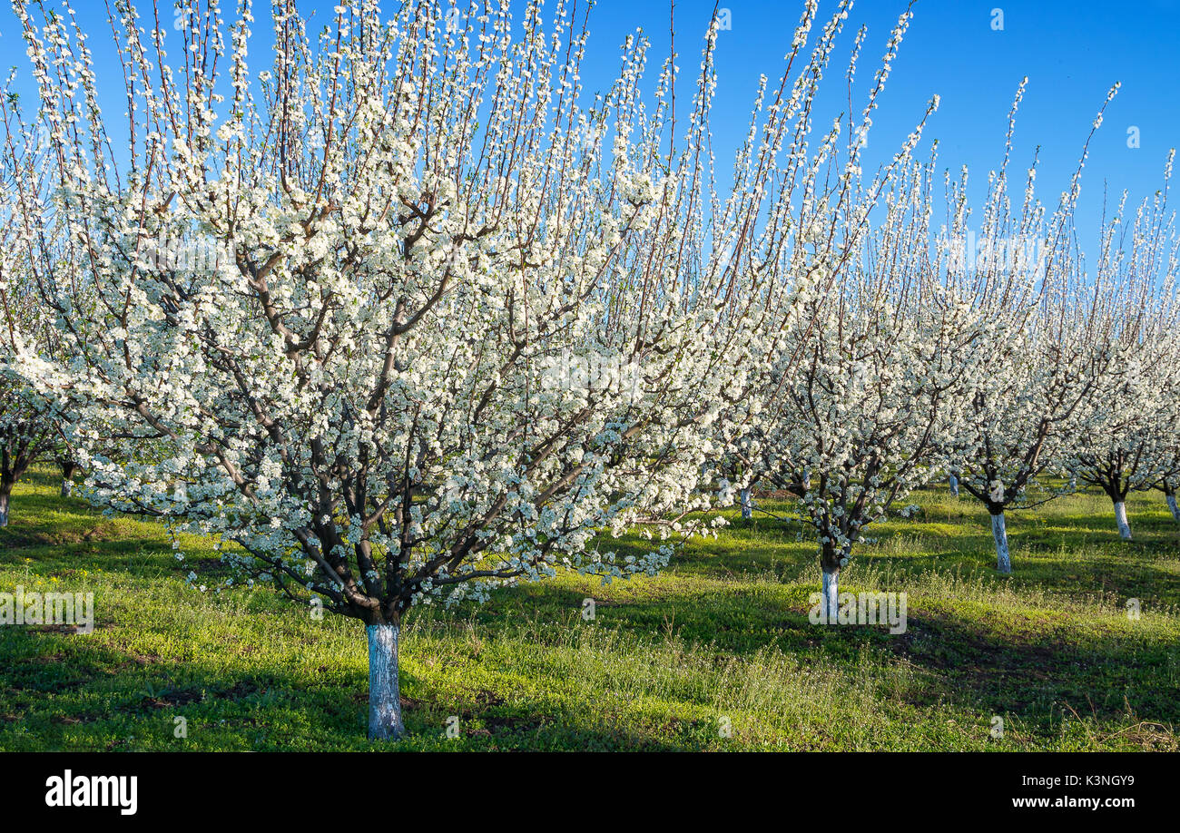 Agriculture Blue plum orchard in full bloom Stock Photo Alamy