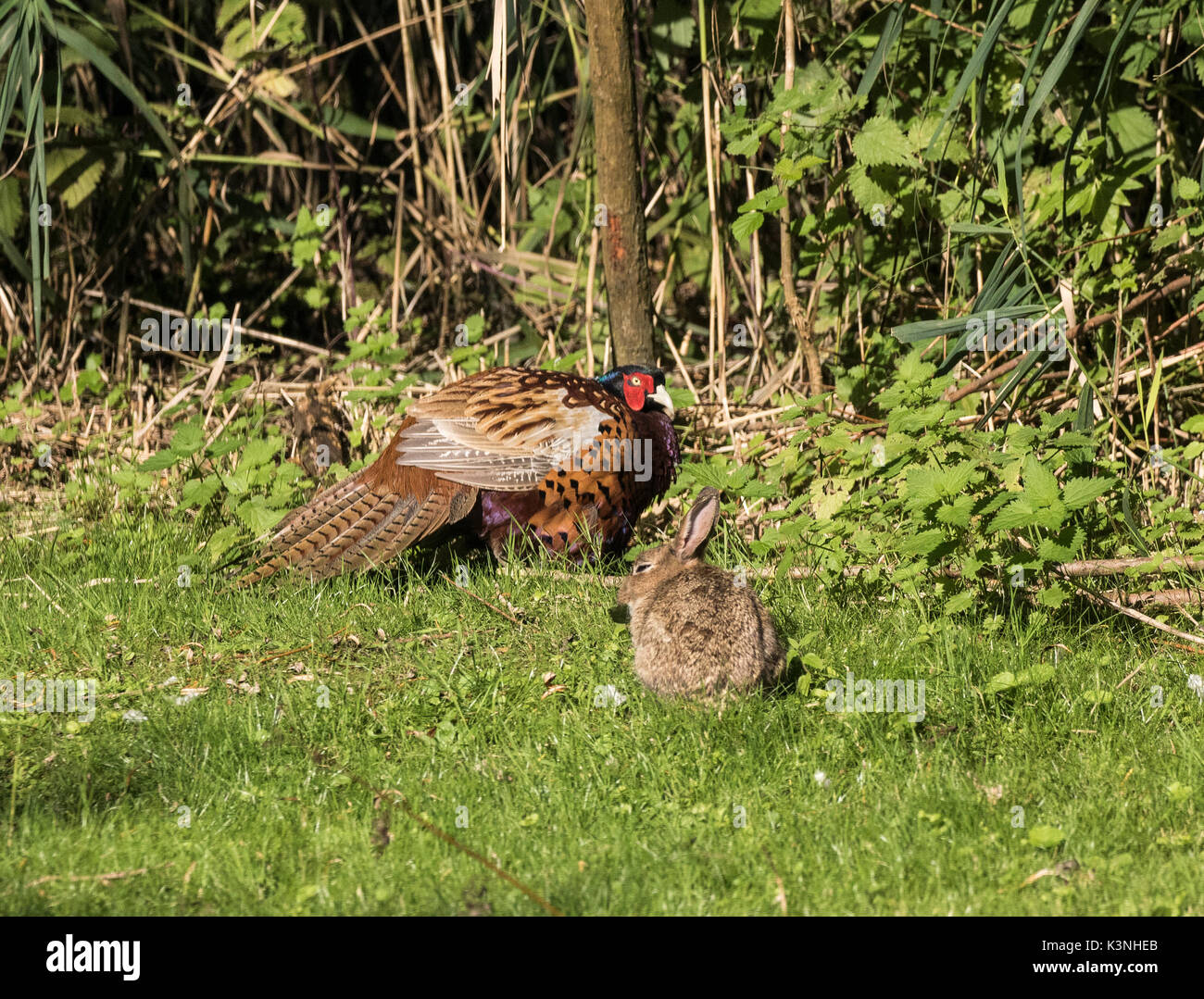 Rabbit and pheasant sunning together hi-res stock photography and ...