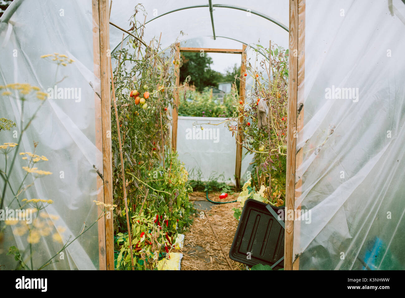 polytunnel at a stroud allotment, Gloucestershire Stock Photo