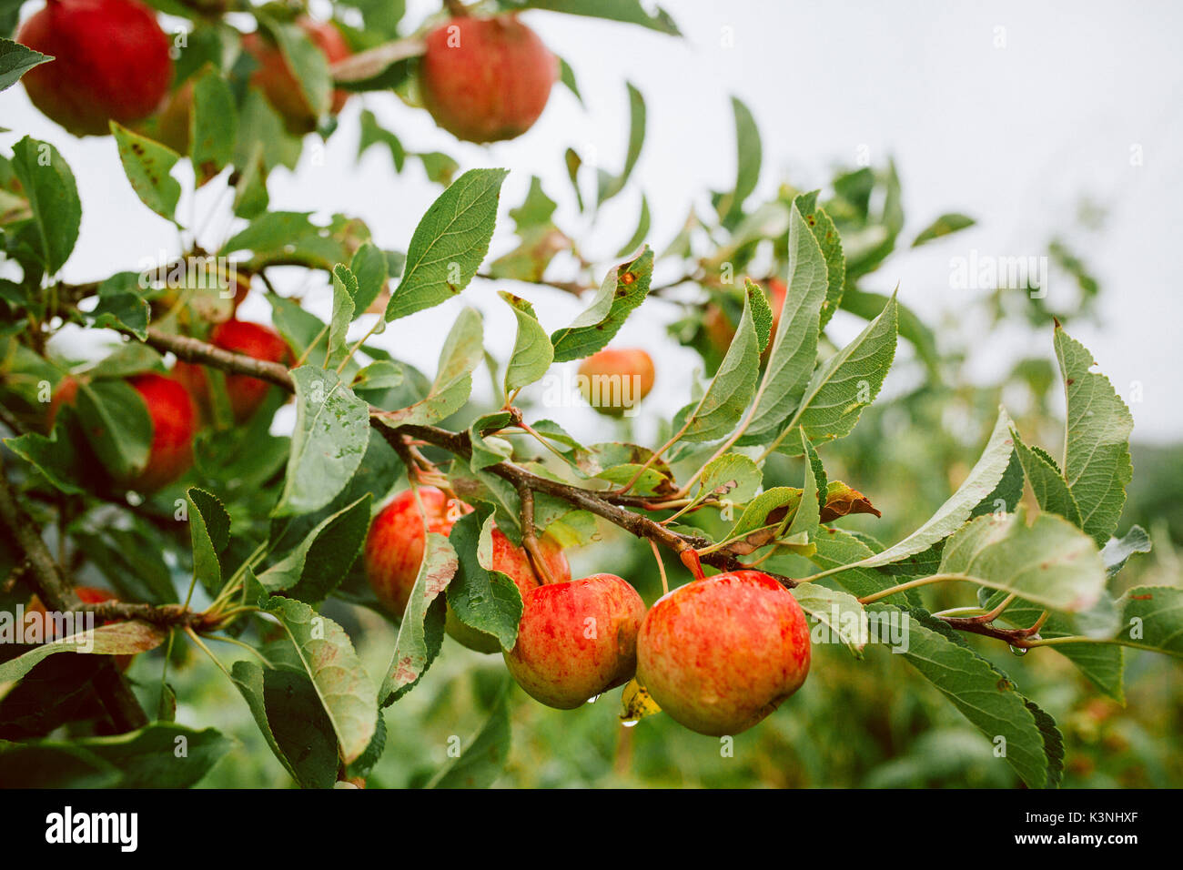 red apples on a branch  at an allotment Stock Photo