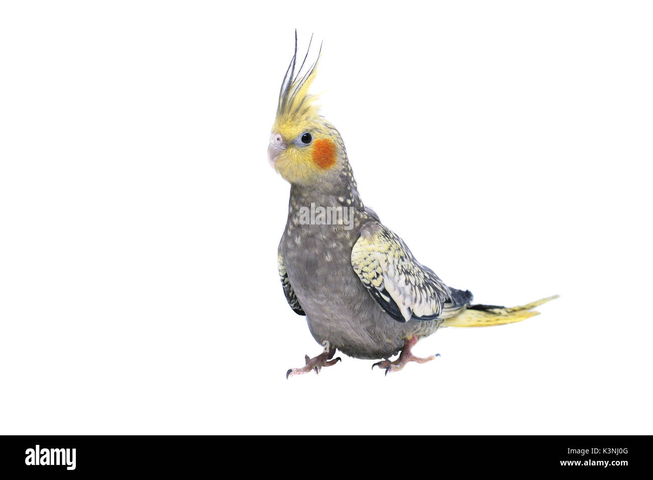 Nymphs parrot breed, closeup. Male. Exotic bird. Stock Photo