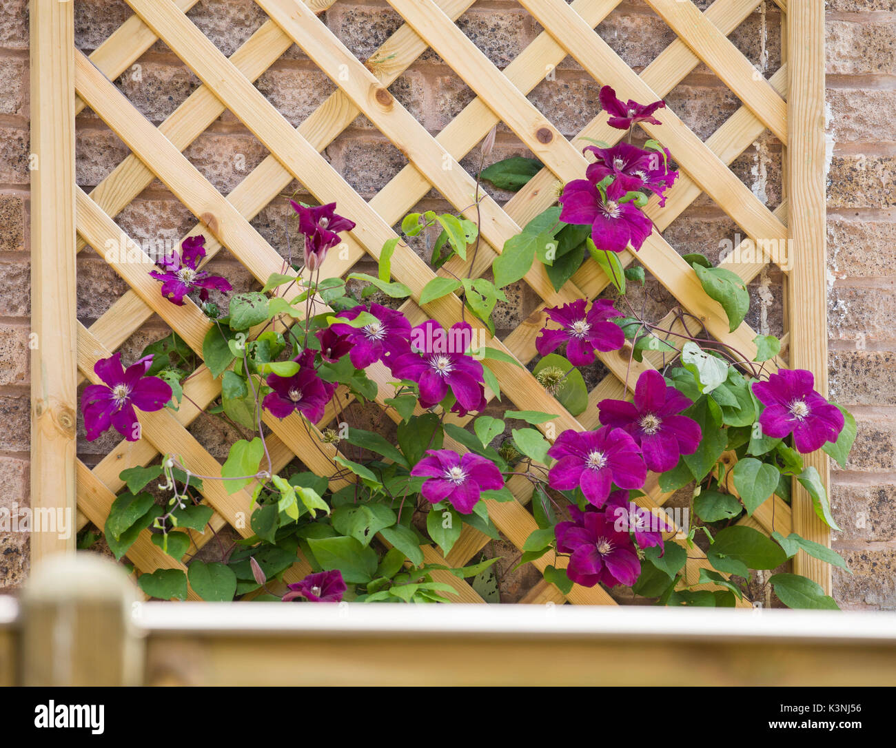 Clematis 'Etoile Violett' climbing up trellis. Stock Photo