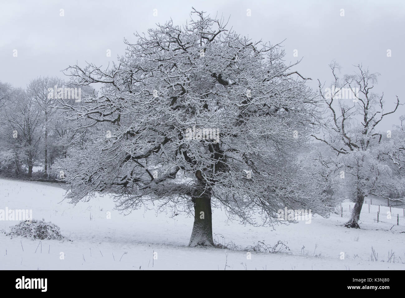 An oak tree in winter covered in snow. Stock Photo