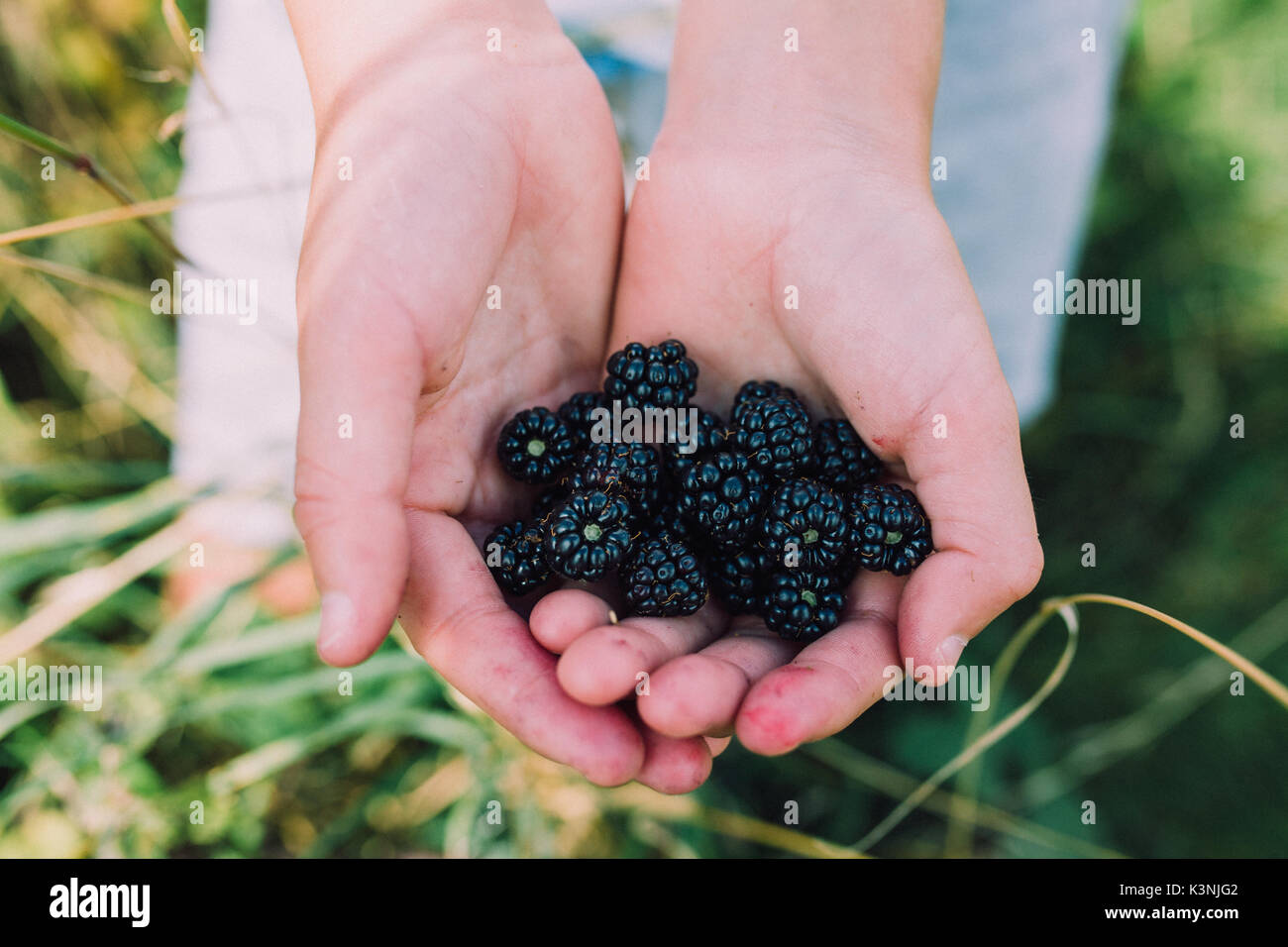 hands holding blackberries Stock Photo