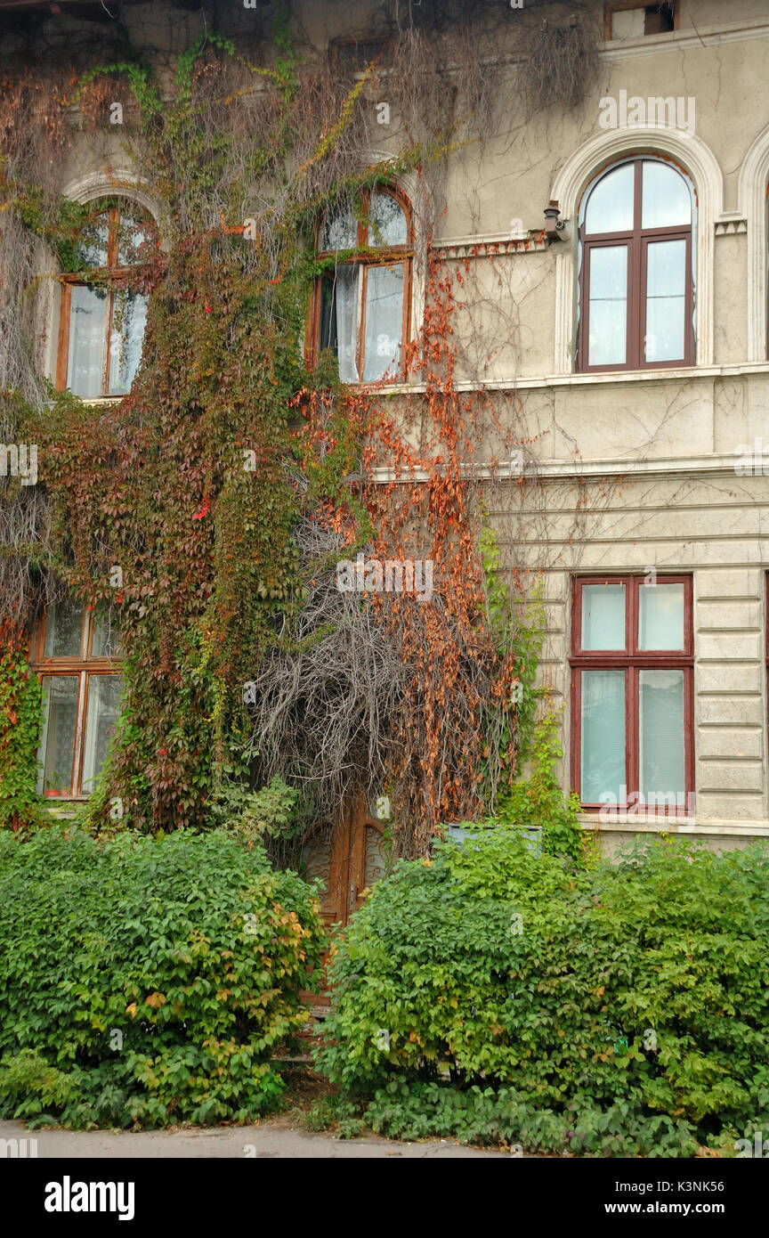 Window old plant background with stone wall Stock Photo - Alamy