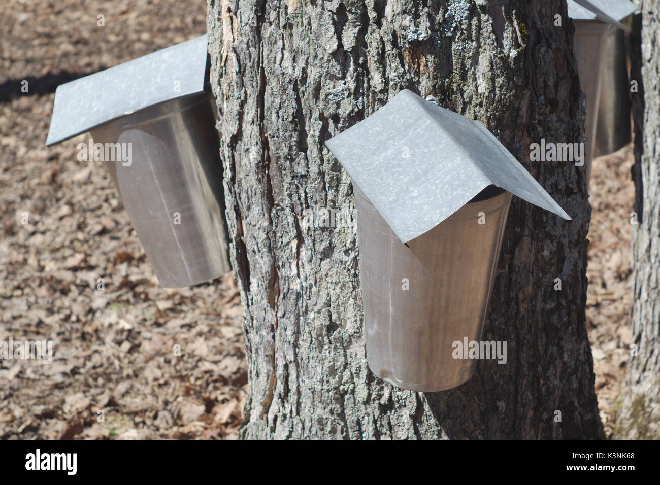 Maple syrup harvest hires stock photography and images Alamy