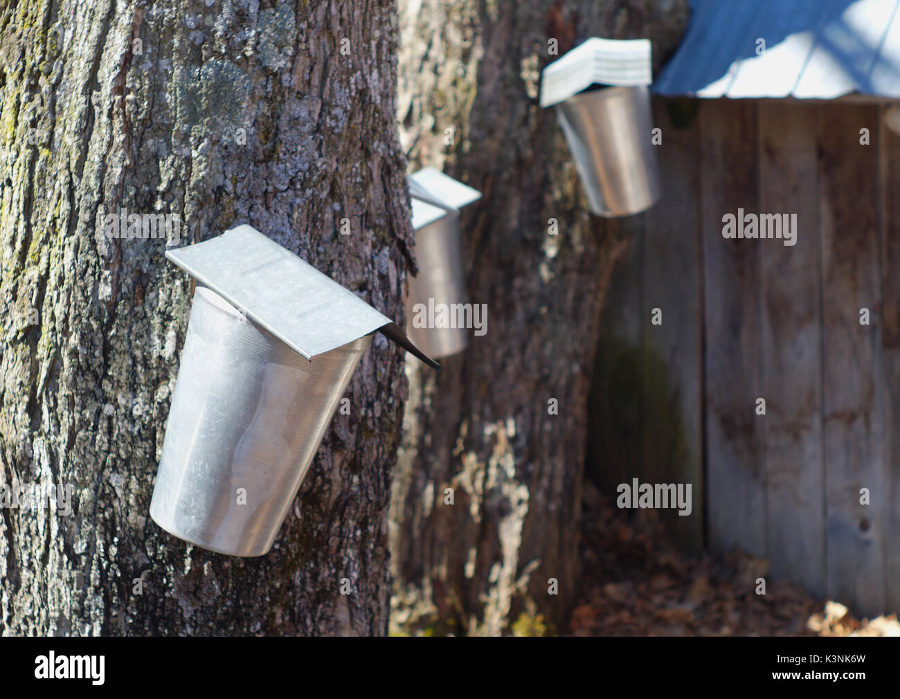Maple syrup harvest hires stock photography and images Alamy
