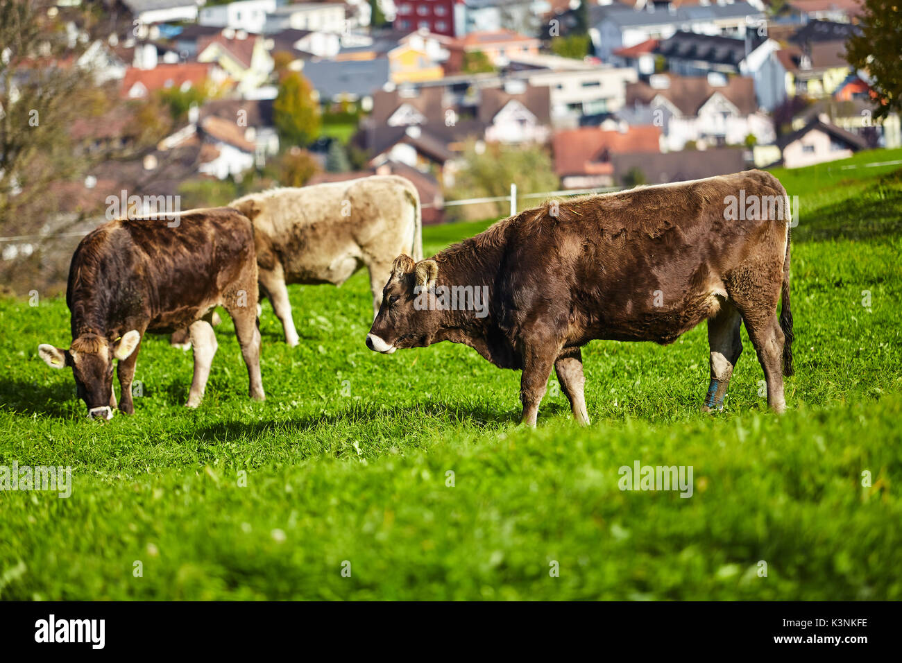 cows at summer green field. Cow on a summer pasture Stock Photo - Alamy