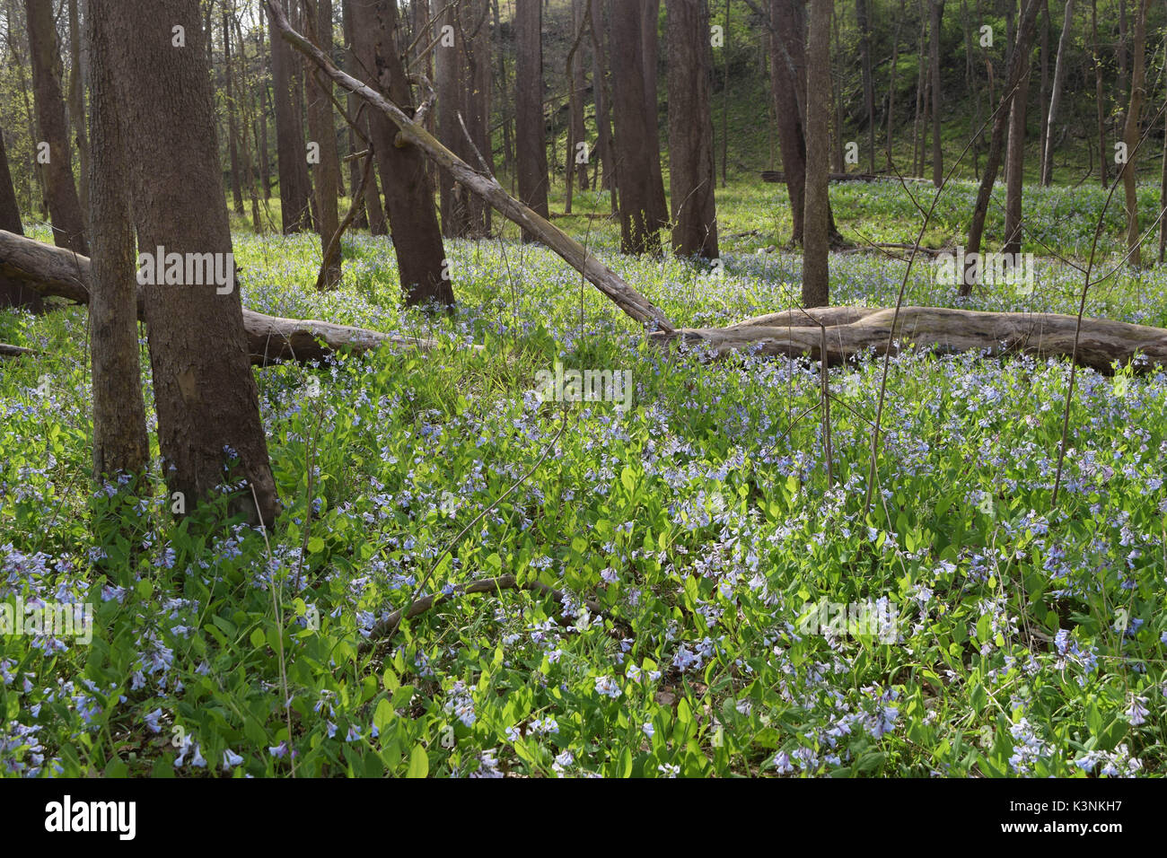Purple flowers meadow hi-res stock photography and images - Alamy