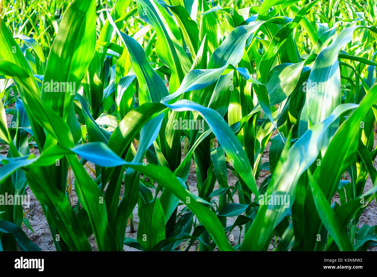 Young green corn leaves in early summer Stock Photo - Alamy