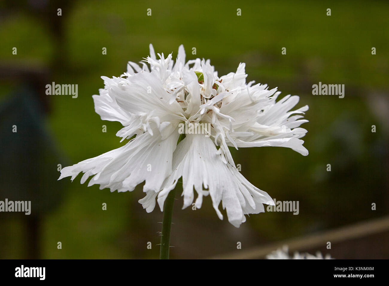 White oriental poppy blooming in smallholding garden, Nidderdale, North Yorkshire Stock Photo