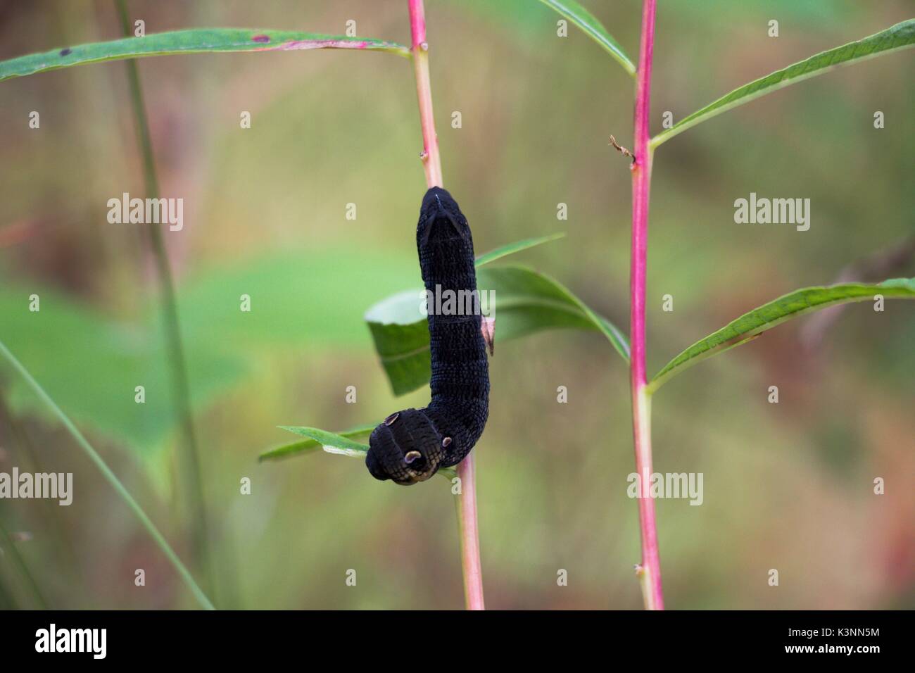 A large caterpillar of black color on a plant stem in a glade in the forest Stock Photo