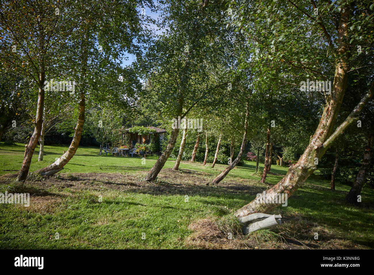 Birch trees garden uk hires stock photography and images Alamy