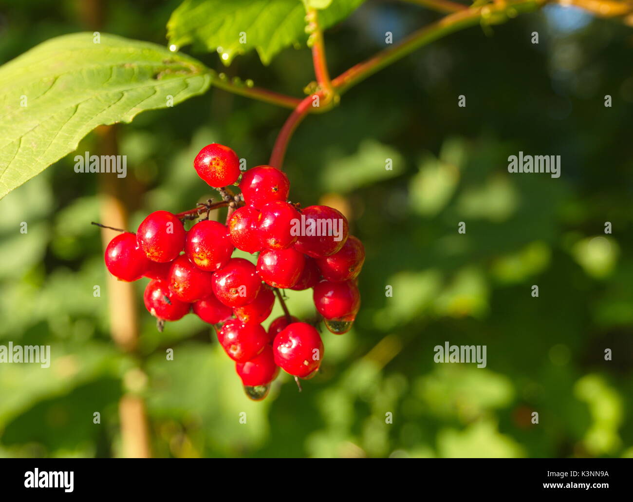 Alpine currant, Close up of red berries. Stock Photo