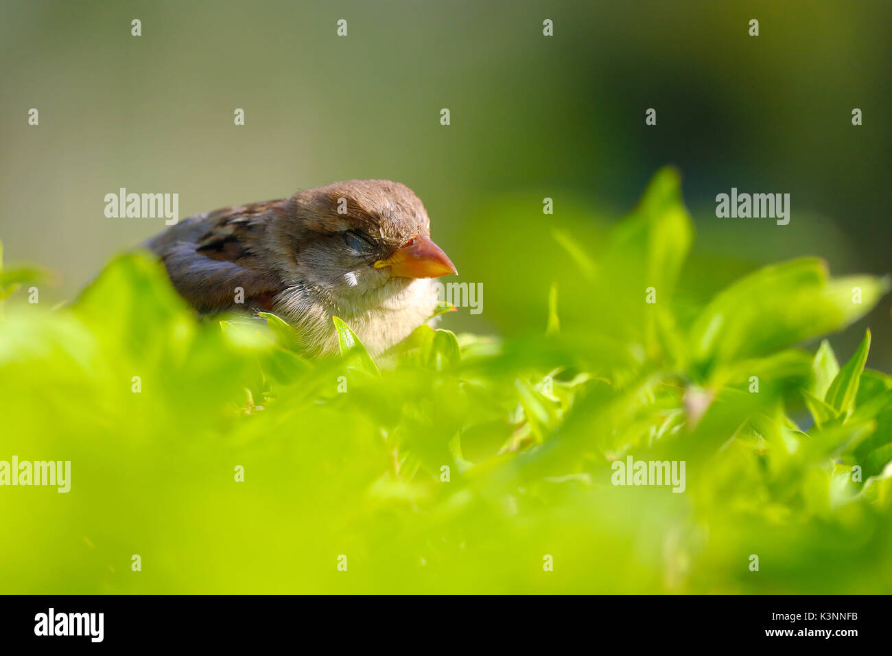 little female sparrow sleeping on top of a hedge in a park in the sun Stock Photo